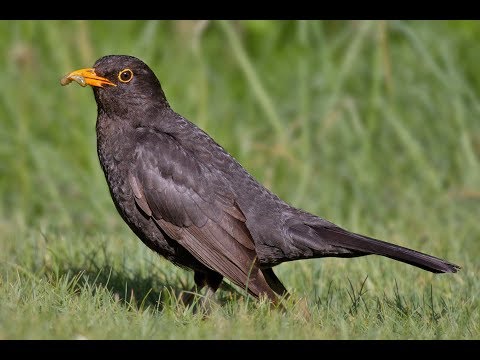 Karatavuk Ötüşü | BLACKBIRD SONG | ViraaV