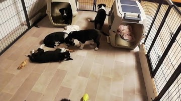 TYE and her puppies