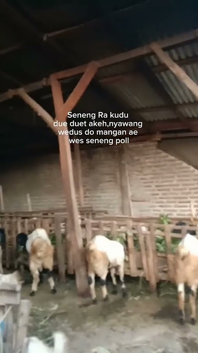 STORY WA PETERNAK MUDA #peternakmuda #tukangngarit #calonjuragan
