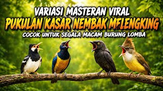 🔴 Live Masteran Viral Kekinian Pukulan Kasar Nembak Melengking Cocok Untuk Segala Macam Burung Lomba