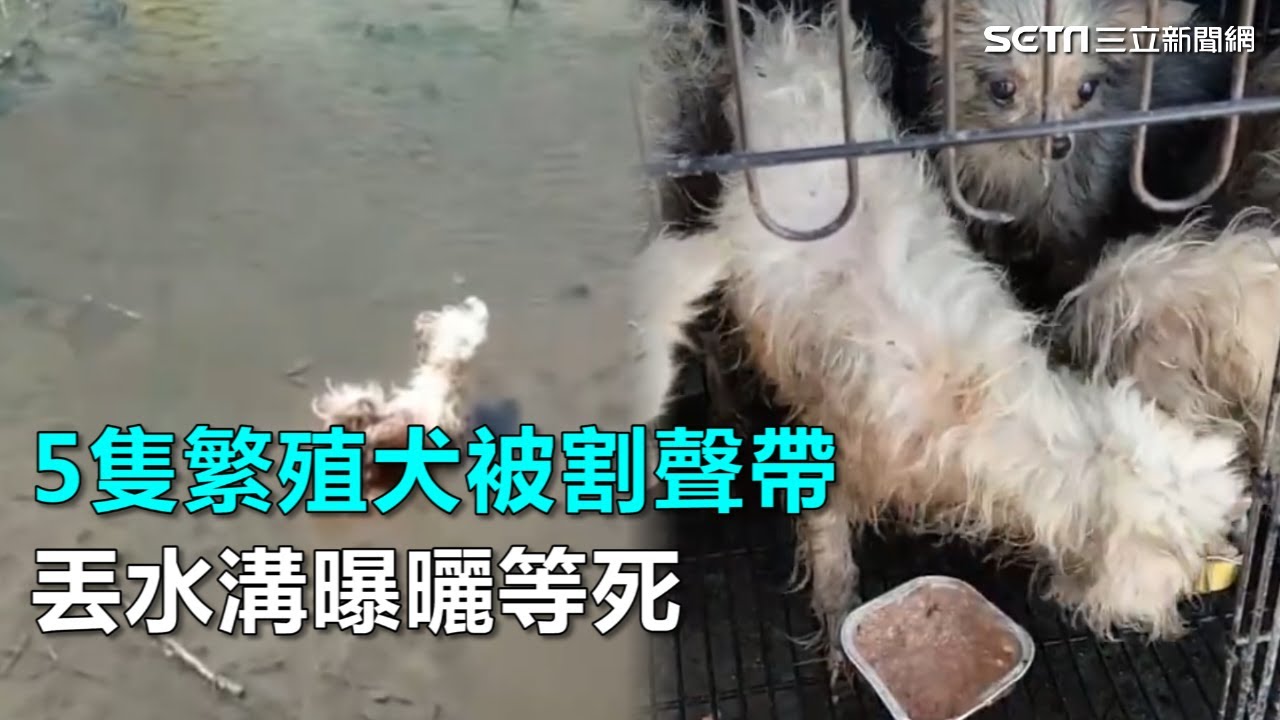 5隻繁殖犬被割聲帶丟水溝曝曬等死 三立新聞網setn Com Youtube 5隻繁殖犬被割聲帶丟水溝曝曬等死 三立新聞網setn Com Youtube