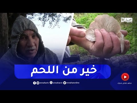 القرسان الفطر الذي يعوض اللحم لدى عدد من سكان الجبال بولاية سكيكدة