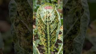 Aphid consequences and control #nepalifarmers