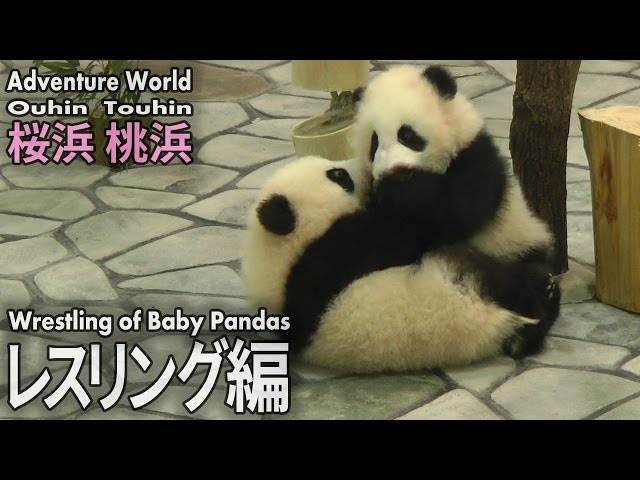 双子の赤ちゃんパンダ 桜浜 桃浜 面白シーン レスリング編 Wrestling Of Baby Pandas At Wakayama Adventure World Youtube