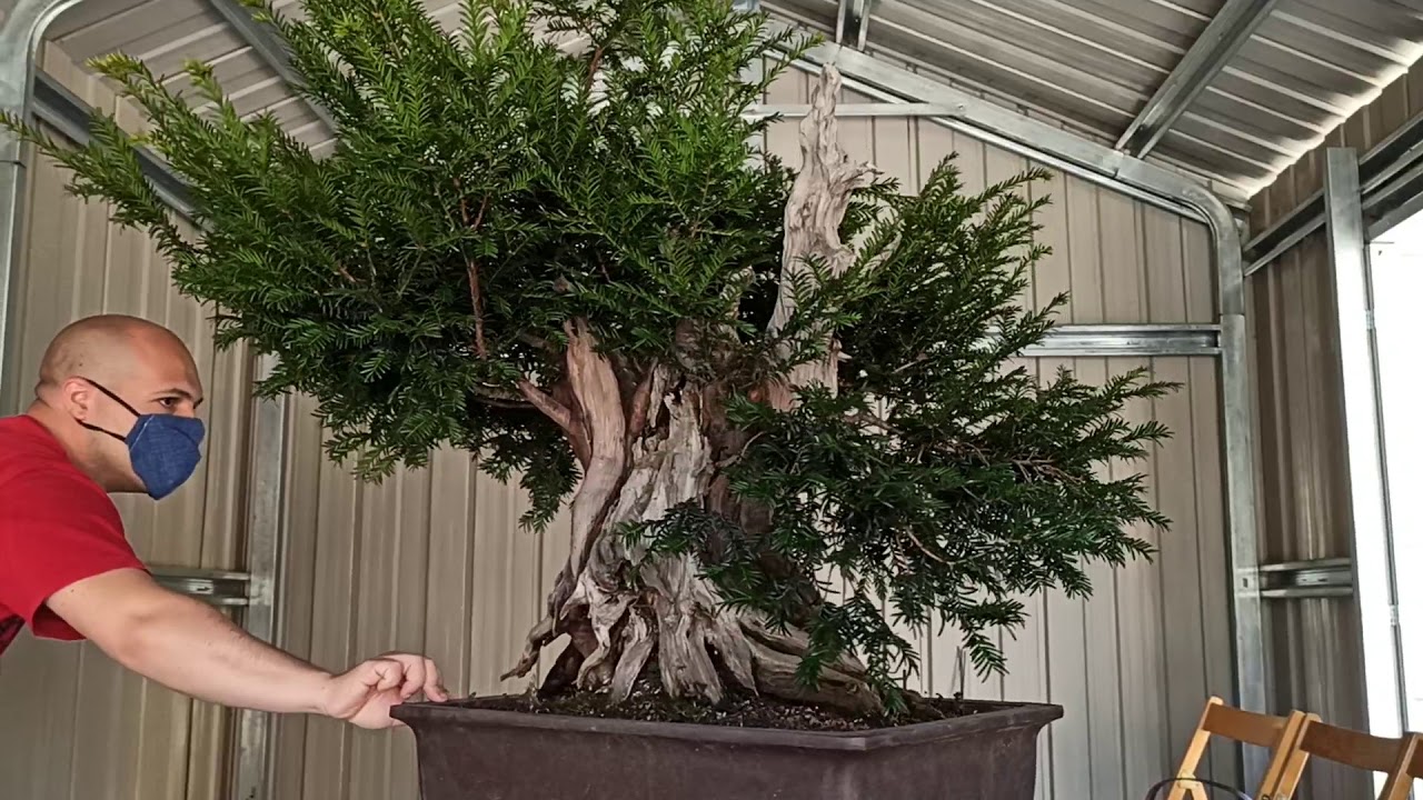 Lavorazione Tasso Baccata "prima parta"