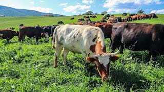 The BEST way to raise COWS that I have ever seen | Mob Grazing at Polyface Farm