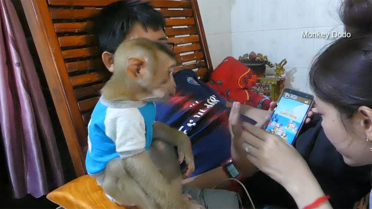 Very Smart Dodo Pay Attention And Look At Mom Show Him The Game In Phone