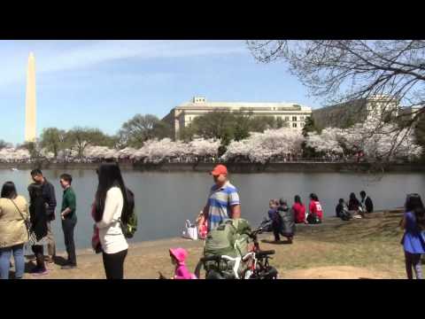 Վաշինգտոն ծաղկած բալենիներ  ԱՄՆ , Cherry Blossoms Washington, D.C , Цветение сакуры в Вашингтоне США