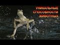 УНИКАЛЬНЫЕ СПОСОБНОСТИ ЖИВОТНЫХ/THE UNIQUE ABILITIES OF ANIMALS