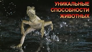 УНИКАЛЬНЫЕ СПОСОБНОСТИ ЖИВОТНЫХ/THE UNIQUE ABILITIES OF ANIMALS