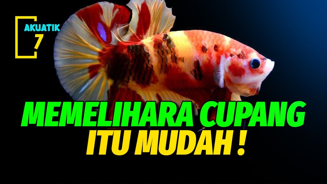 PANDUAN KOMPLIT MERAWAT IKAN CUPANG | AKUATIK7