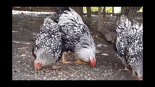 куры Виандот серебряный вся правда.плюсы и минусы viandot silver chicken egg