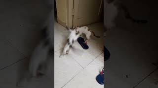 male vs female cat fighting who wins part 6#shorts