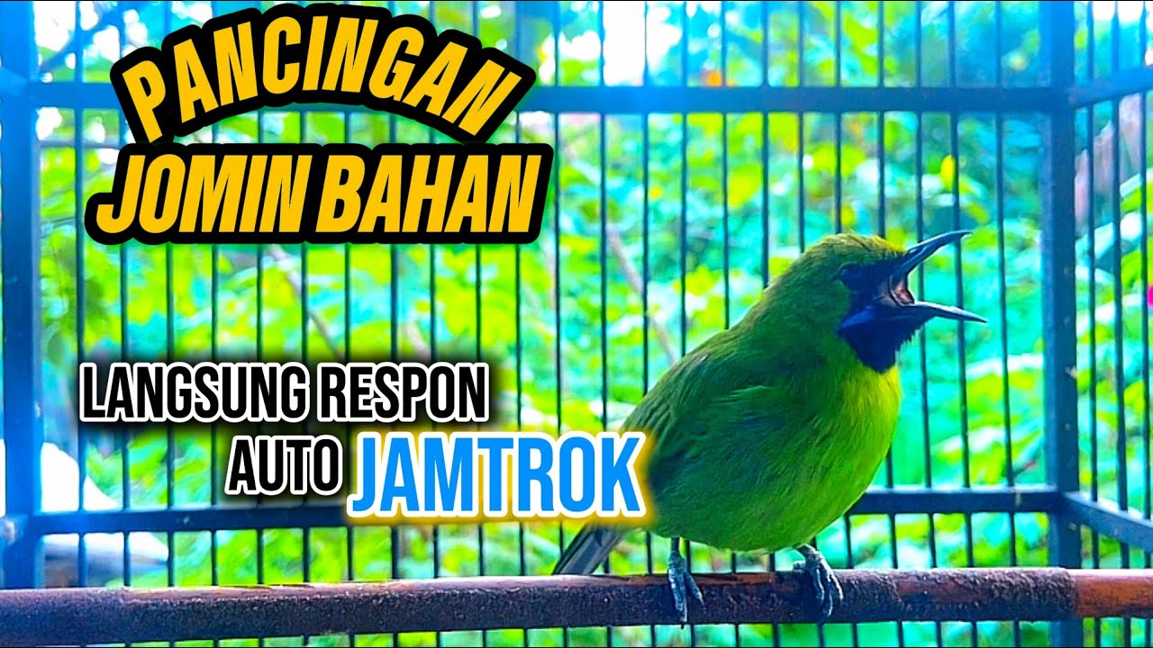 Cucak ijo mini gacor bagus untuk pancingan emosi jomin bahan agar bunyi ngeplong