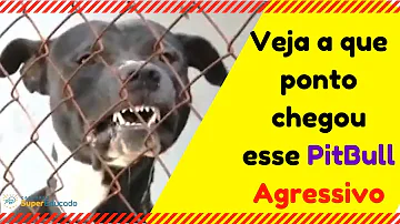 Porque o pitbull é tão violento?
