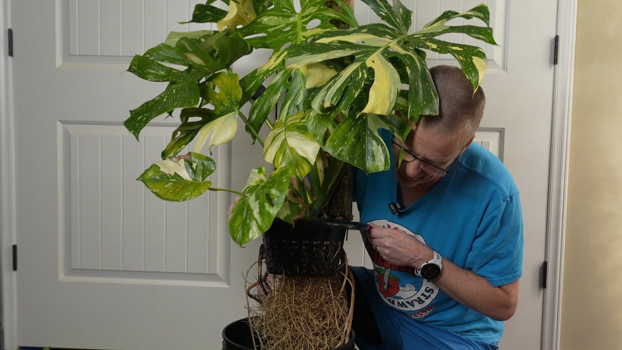 Гидропоника с использованием монстеры методом DWC