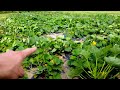 Heat Dome + Water = EXPLOSIVE Garden (Missouri Garden Tour)