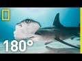 Shark Encounter in 180: Worth More Alive | National Geographic