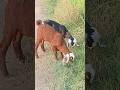 Beautiful Goats, Real Village Life, Punjabi Culture, Punjab Pakistan