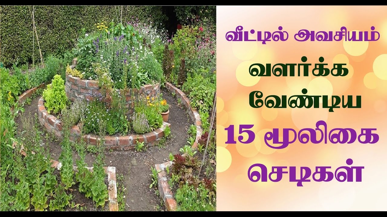 15 herbal plants to grow at home in tamil வீட்டில்
