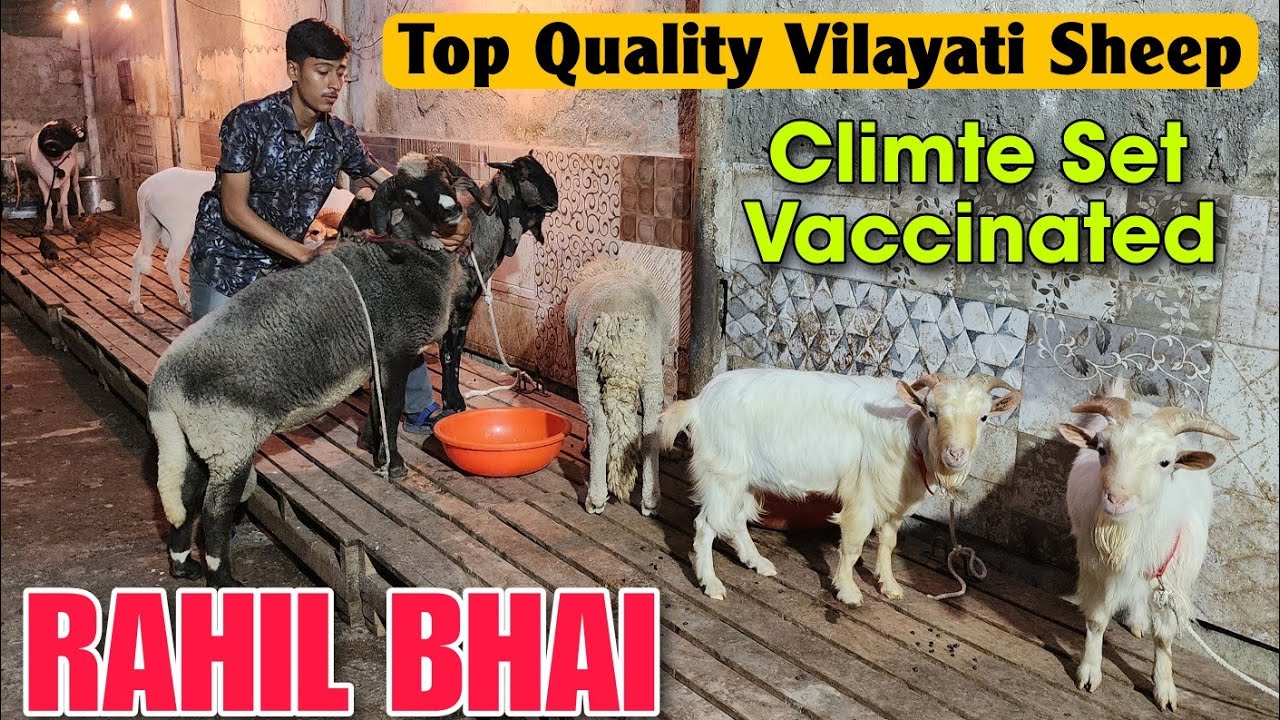 Rahil Bhai Top Quality Vilayati Sheep At RAHIL BHAI | Bantam Goat in Kalyan - YouTube