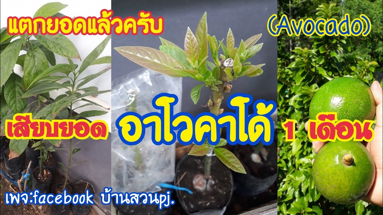 เสียบยอดอาโวคาโด้ครบ1เดือนติดแล้ว |#เปลี่ยนต้นเพาะกล้าเป็นยอดพันธิ์ดี