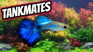 6 Awesome Guppy Fish Tankmates