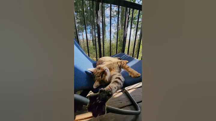 Video 8259991: bengal cat meow kitten, kitten sun