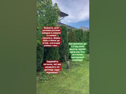 Що робити, щоб живопліт з рослин швидше ріс в ширину та не втрачав ...