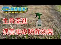 【生育促進】木酢液を葉面散布！病害虫の防除効果もあり！ 農業初心者が有機農業にチャレンジ野菜栽培副業【2021.5.29】