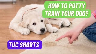 How To Potty Train Your Dog || Train You Puppy || TUC Shorts by The Ultimate Channel 659 views 1 month ago 1 minute, 31 seconds