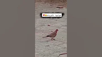 يا گوگتي وين اختي صوتهها شكد حنين 