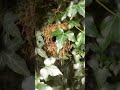 Nature in a Permaculture Garden 2 - A Wren&#39;s Nest Hidden Behind Ivy Growing on an Old Shed Wall