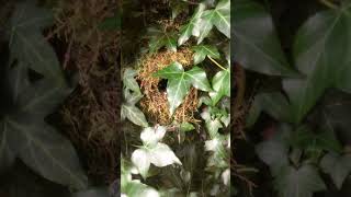 Nature in a Permaculture Garden 2 - A Wren&#39;s Nest Hidden Behind Ivy Growing on an Old Shed Wall