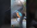 📚🐦 Zimorodek | 📚🐦 The kingfisher #birds #birdlovers #wildlife #kingfishersounds #odgłosyptaków