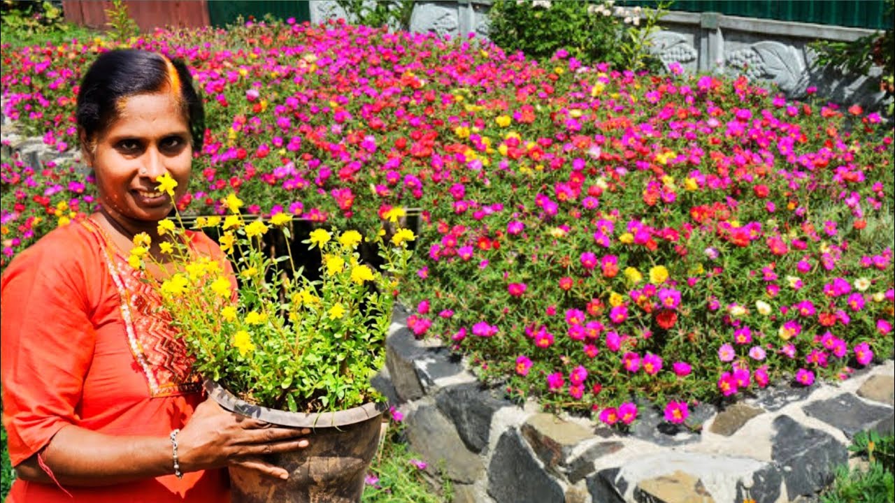 ഈ ഒരു കാലാവസ്ഥയിൽ വളർത്താൻ അനുയോജ്യമായ 130 വെറൈറ്റി പത്തു മണി ചെടികളുടെ വിപുലമായ