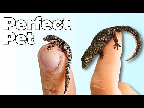 Why Chameleon Geckos Are Your Next Pet