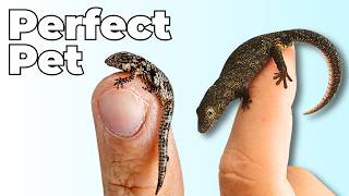 Why Chameleon Geckos Are Your Next Pet