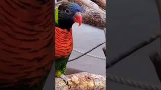 Singing Rainbow Lorikeet-Tricholossus S