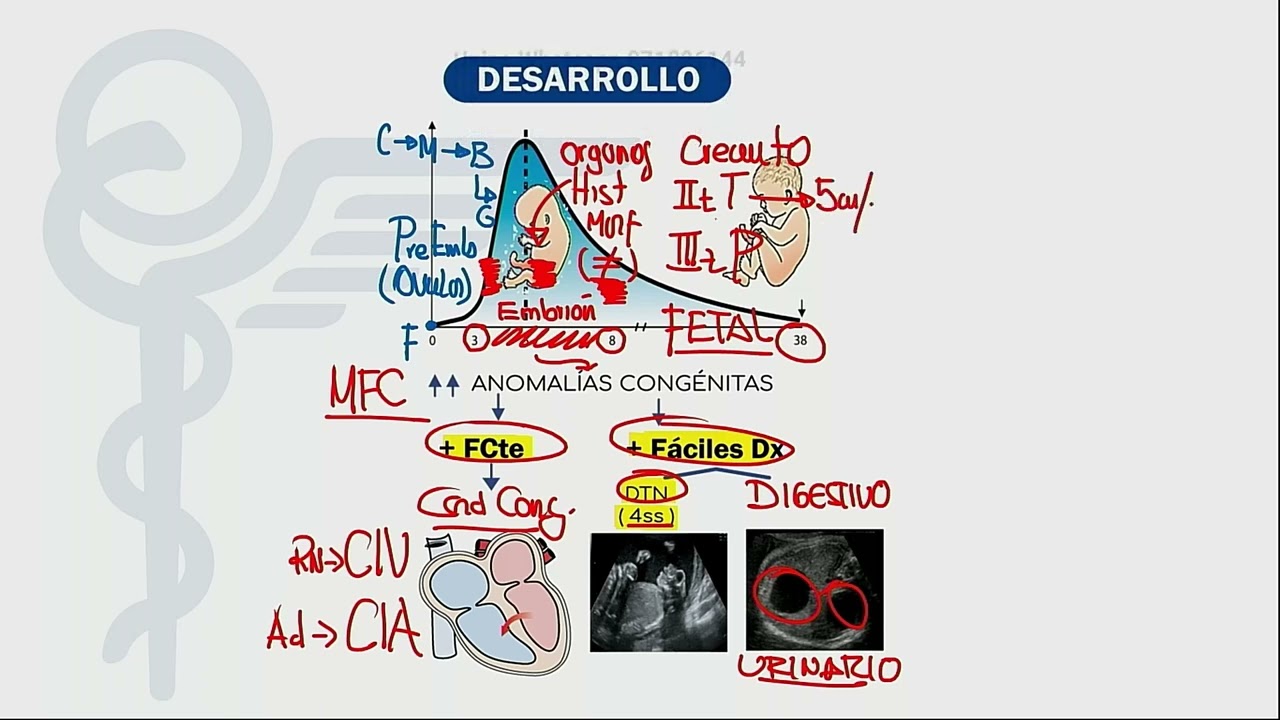 Mapas Mentales   Obstetricia
