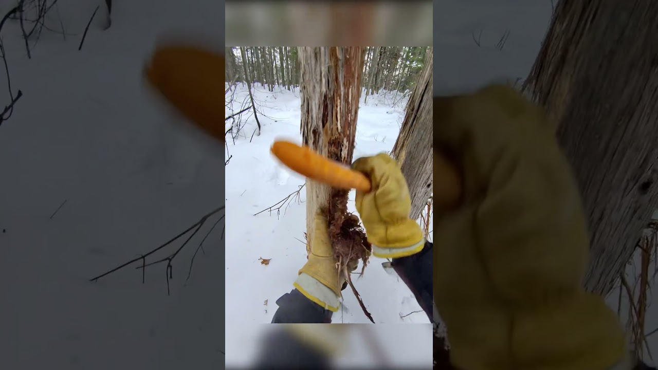 Allumer de l’écorce de cèdre au lieu de bouleau, pourquoi pas. #bushcraft #survival #outdoors