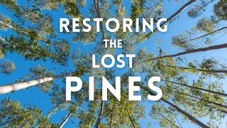After the Wildfire: Restoring Bastrop State Park