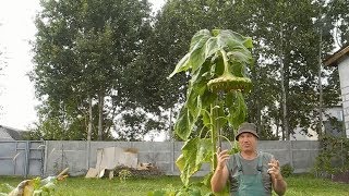 Как вырастить гигантские подсолнухи, семечки с мизинец! на своем участке
