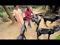         beetle goat farm kerala