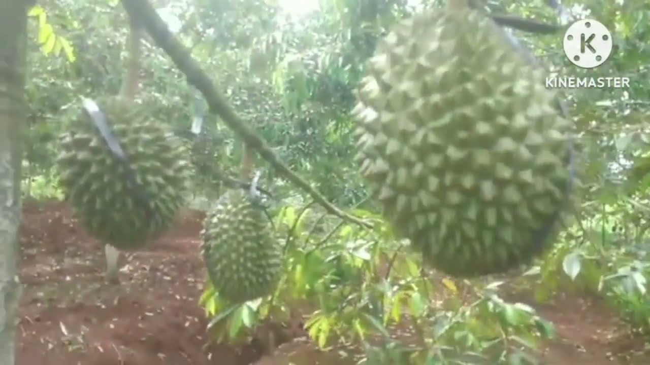 Juni 2025... kebun durian dijual.. Sudah berbuah lebat ... No minus ... Tinggal lanjut ... Banyumas