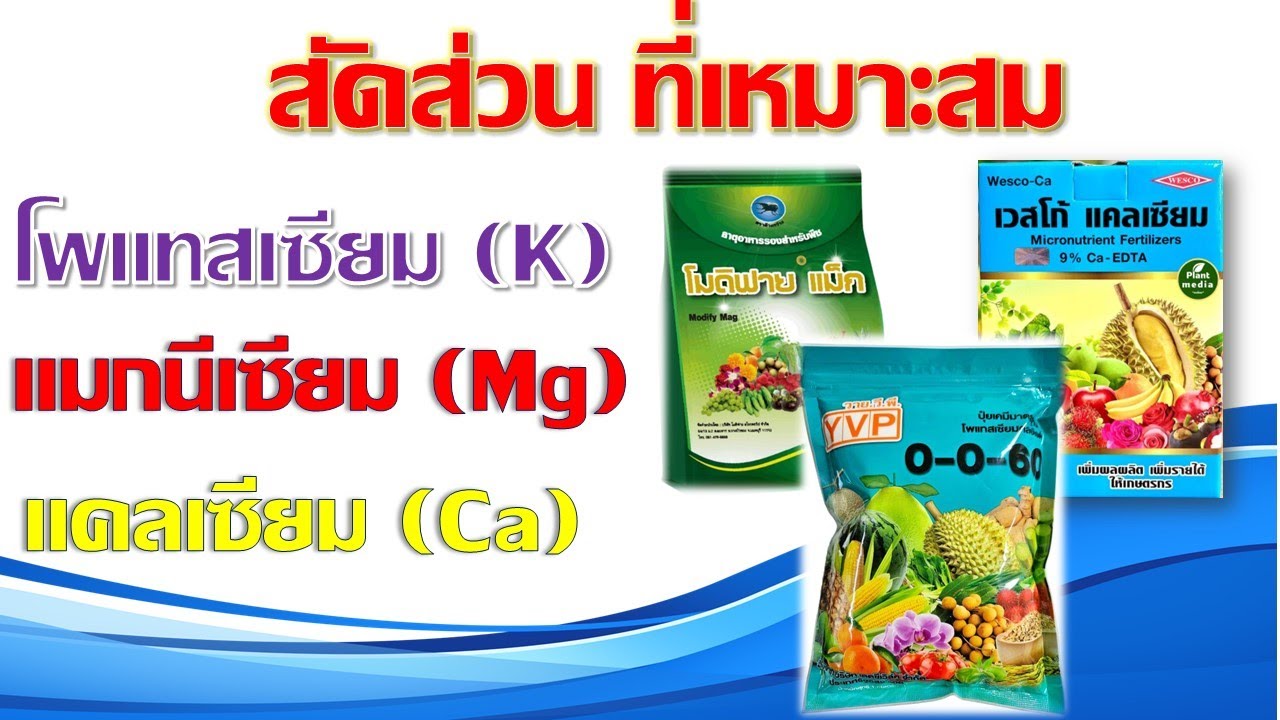 สัดส่วนที่เหมาะสม K : Mg : Ca ป้องกันการขาดธาตุอาหารในพืช