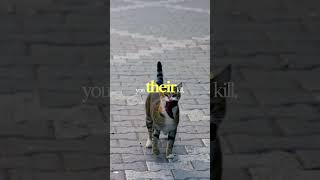 Cats hunting instincts and feline prey drive shape natural predatory behavior in domestic cats