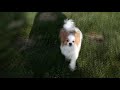 Собачья Жизнь2 -смешные истории, милые животные