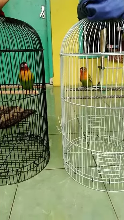 PAUD 4bulan paskuntor😎durasi 0-30 dtik