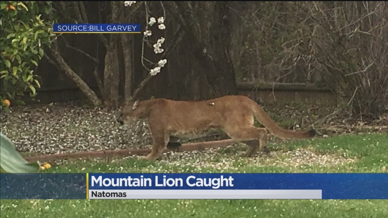 Mountain Lion YouTube